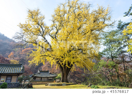 慶北 韓国 旅行 45576817