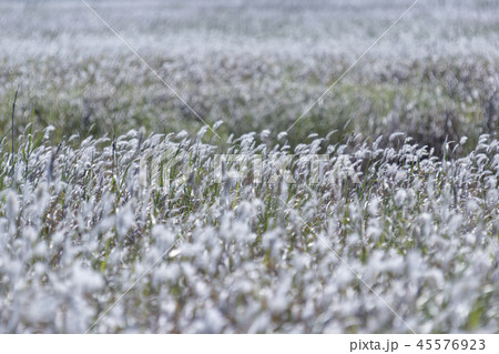 京畿道 キョンギド 韓国 45576923