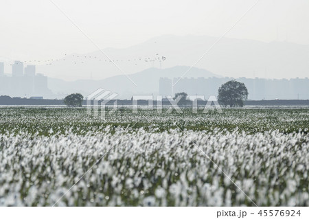 京畿道 キョンギド 韓国 45576924
