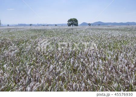 京畿道 キョンギド 韓国 45576930