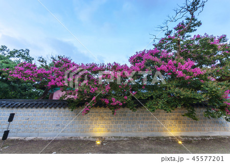 全北 韓国 旅行 45577201