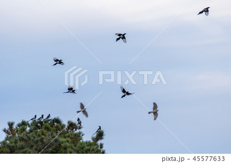 仁川 インチョン 韓国 45577633