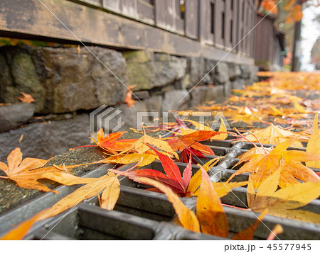 道端に落ちた紅葉　秋　角館　武家屋敷 45577945