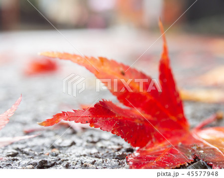 道端に落ちた紅葉 秋 角館 武家屋敷 道端に落ちた紅葉 秋 角館 武家屋敷 45577948