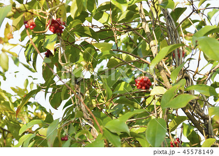 サネカズラの実 45578149