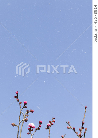 新春の目覚め-1・降雪の空に向かって咲く紅梅の逞しさ風景。 新春の目覚め-1・降雪の空に向かって咲く紅梅の逞しさ風景。 45578914