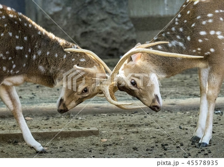 アクシスジカ 45578935