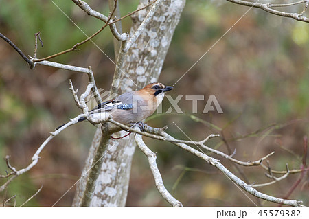 ミヤマカケス 45579382