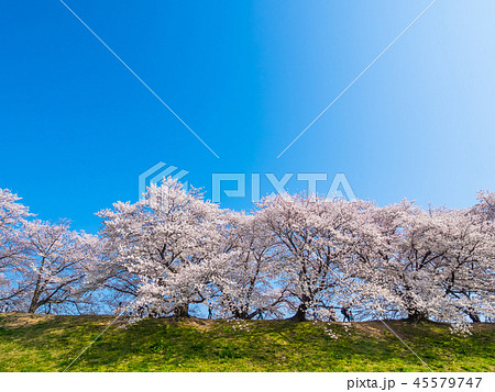 八幡の背割り堤の桜 45579747