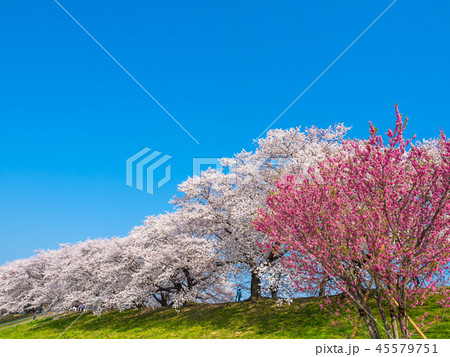 八幡の背割り堤の桜 八幡の背割り堤の桜 45579751