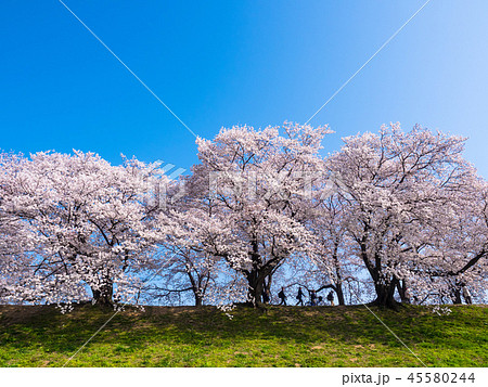 八幡の背割り堤の桜 八幡の背割り堤の桜 45580244