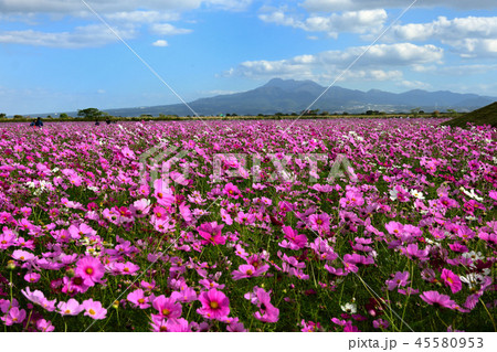 自然干陸地フラワーゾーンのコスモス 45580953