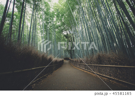 Bamboo forest walkway with film vintage style 45581165