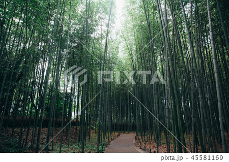 Bamboo forest walkway with film vintage style Bamboo forest walkway with film vintage style 45581169