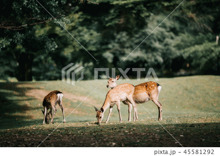 Japanese deer at Nara province in garden Japanese deer at Nara province in garden 45581292