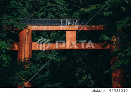 Pathway torii gates with green leaves background Pathway torii gates with green leaves background 45581310