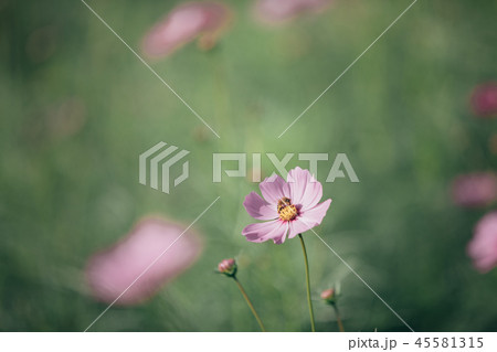 Cosmos pink flowers close up in field background vintage style Cosmos pink flowers close up in field background vintage style 45581315