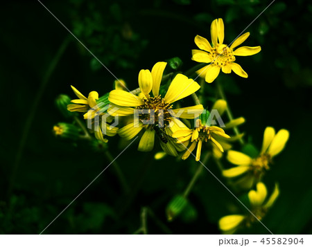 ツワブキの花　石蕗の花　 45582904
