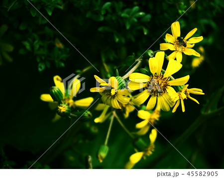 ツワブキの花 石蕗の花 ツワブキの花 石蕗の花 45582905