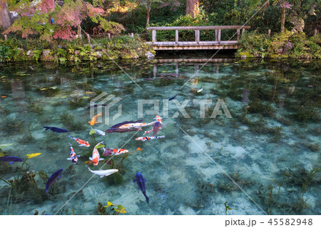 名もなき池　通称モネの池　岐阜県 45582948