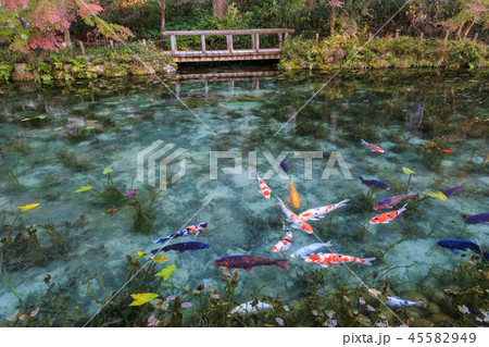名もなき池 通称モネの池 岐阜県 名もなき池 通称モネの池 岐阜県 45582949