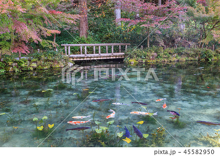 名もなき池　通称モネの池　岐阜県 45582950