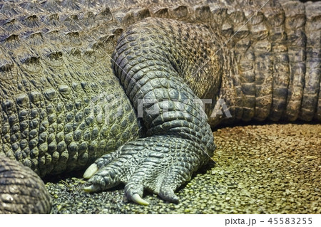 Crocodile detail closeup Crocodile detail closeup 45583255