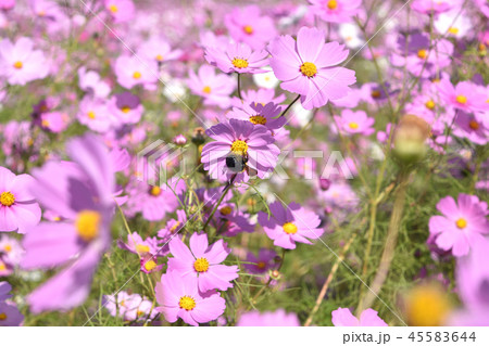 クマバチとコスモス 45583644