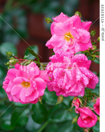 満開のバラ園 45583939