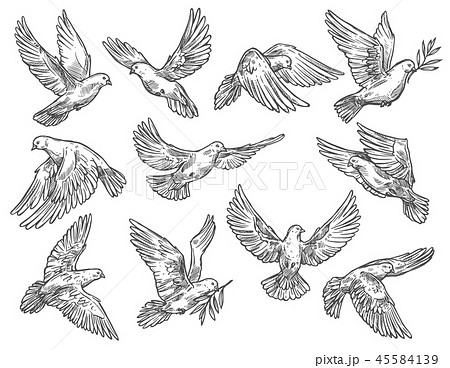 Pigeon Flying With Olive Branch Vector Sketchのイラスト素材