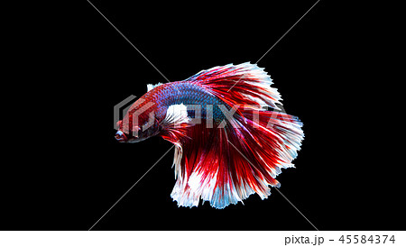 Fish from thailand is colorful  45584374