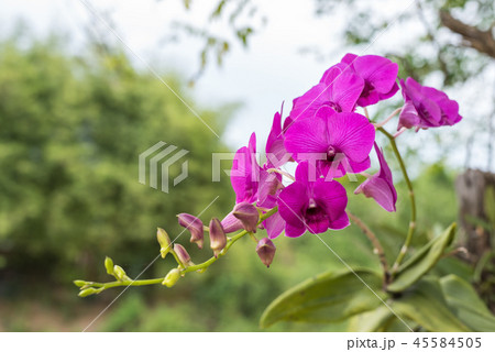 Flower (Orchidaceae, Orchid Flower) purple pink 45584505