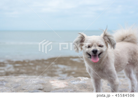 Dog happy fun on rocky beach when travel at sea 45584506