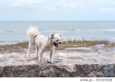 Dog happy fun on rocky beach when travel at sea 45584508