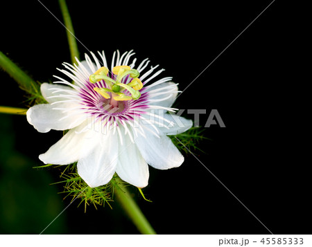 Close up a Passiflora foetida L. flower on black b 45585333