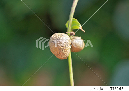 長芋の可愛いムカゴ 長芋の可愛いムカゴ 45585674