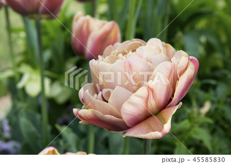 チューリップ　ラ・ベルエポック 45585830