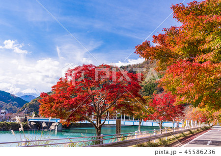 （神奈川県）丹沢湖　湖畔の紅葉　富士山遠望 45586236