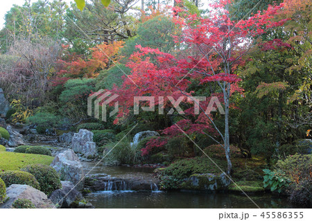 京都 退蔵院 紅葉 京都 退蔵院 紅葉 45586355