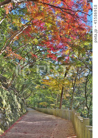 錦秋の永源寺 45586918