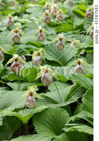 クマガイソウの花 クマガイソウの花 45587083