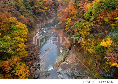 吾妻渓谷の紅葉 吾妻渓谷の紅葉 45588381