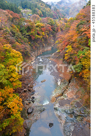 吾妻渓谷の紅葉 45588383