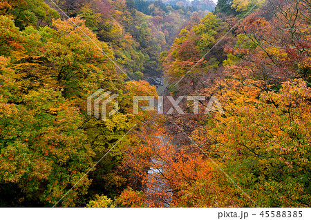 吾妻渓谷の紅葉 吾妻渓谷の紅葉 45588385