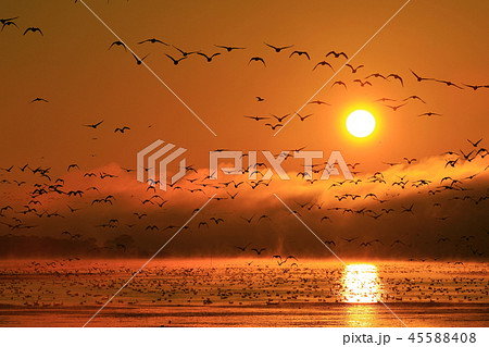 朝の伊豆沼 45588408