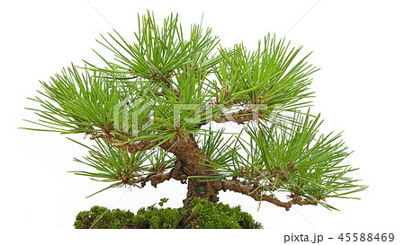 盆栽 黒松 (深度合成) 45588469