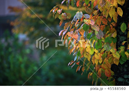 秋 紅葉 非 45588560