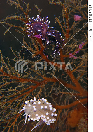 スミゾメミノウミウシとガーベラウミウシ 45588648