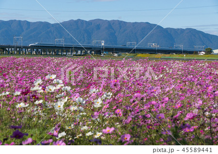 満開のコスモス畑と東海道新幹線 45589441