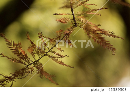 大自然　葉っぱの色　 45589503